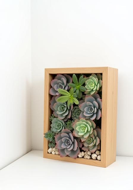 A framed succulent garden hanging on a wall
